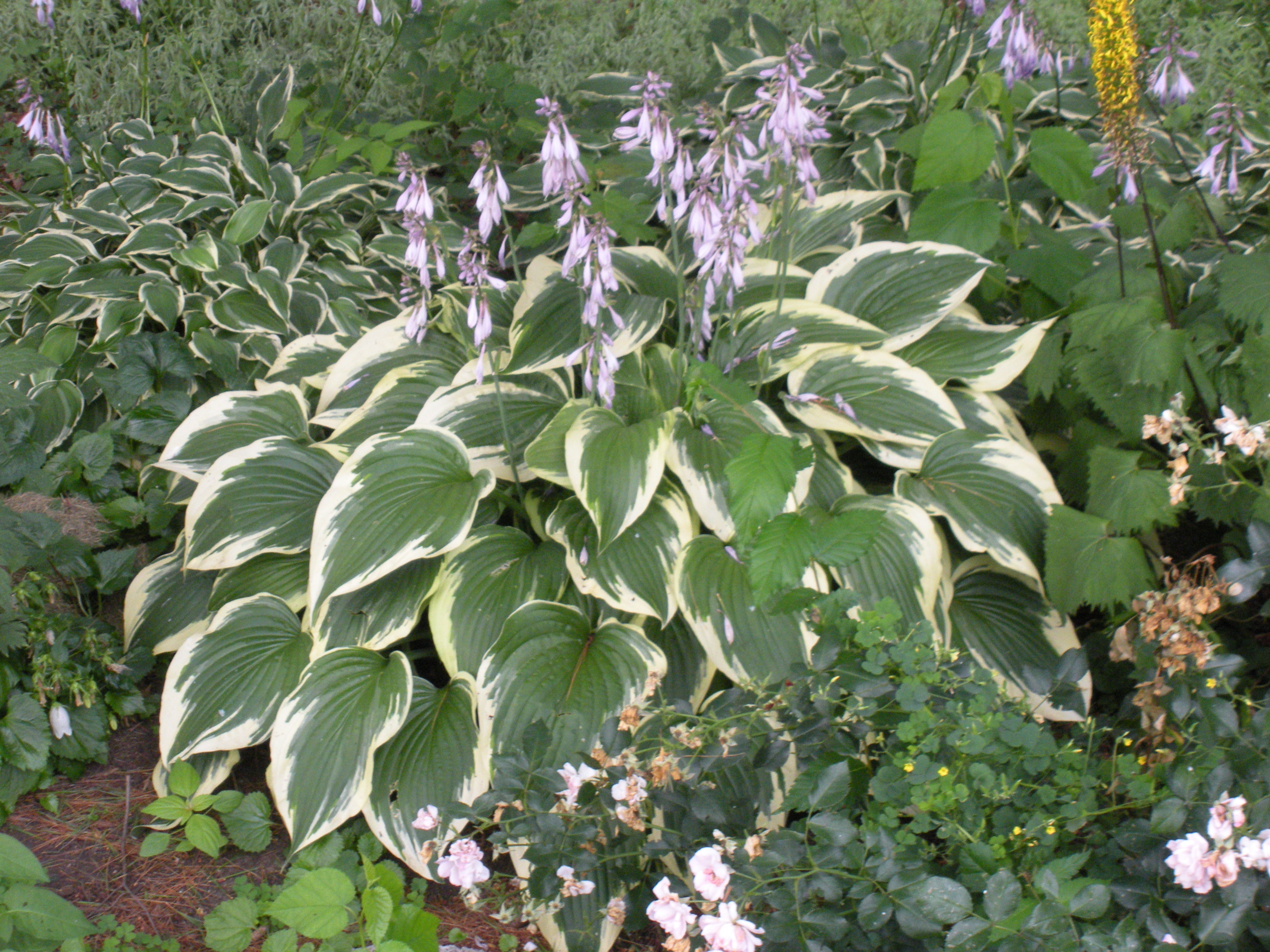 Hostas t borth design